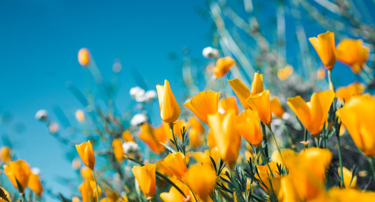 Prolećne reči na nemačkom: Oživi svoj rečnik!